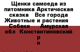 Щенки самоеда из питомника Арктическая сказка - Все города Животные и растения » Собаки   . Амурская обл.,Константиновский р-н